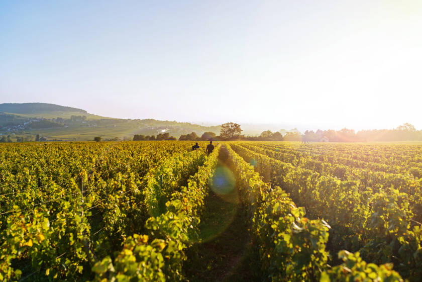 Aquitaine, terre de vins