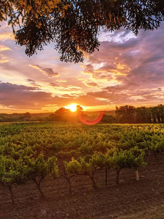 Coucher de soleil dans les vignes de la Provence