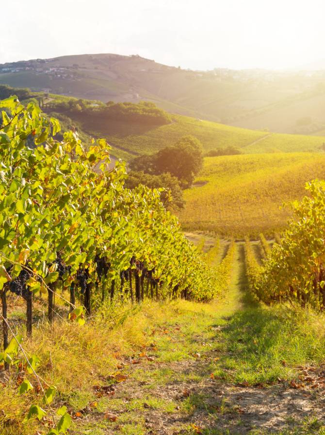Colorful vineyard in fall, agriculture and farming